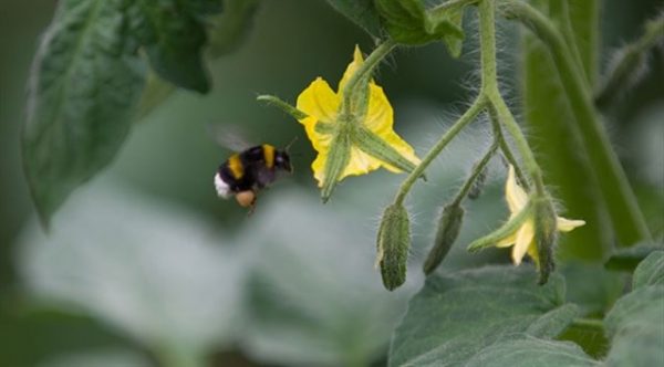 bombus arisi yetistiriciligi Bombus Arısı Yetiştiriciliği ve Faydaları