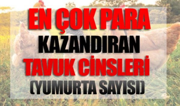 tavuk1 En Fazla Para Kazandıran Tavuk Cinsleri Ve Çeşitleri