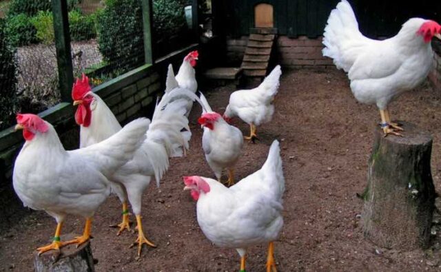 En Fazla Para Kazandıran Tavuk Cinsleri Ve Çeşitleri Para Kazanma Yolları