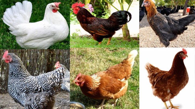 En Fazla Para Kazandıran Tavuk Cinsleri Ve Çeşitleri Para Kazanma Yolları